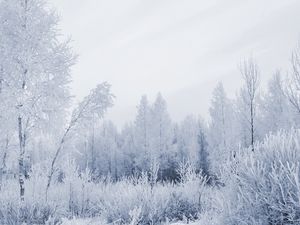 Preview wallpaper wood, hoarfrost, gray hair, winter, frost