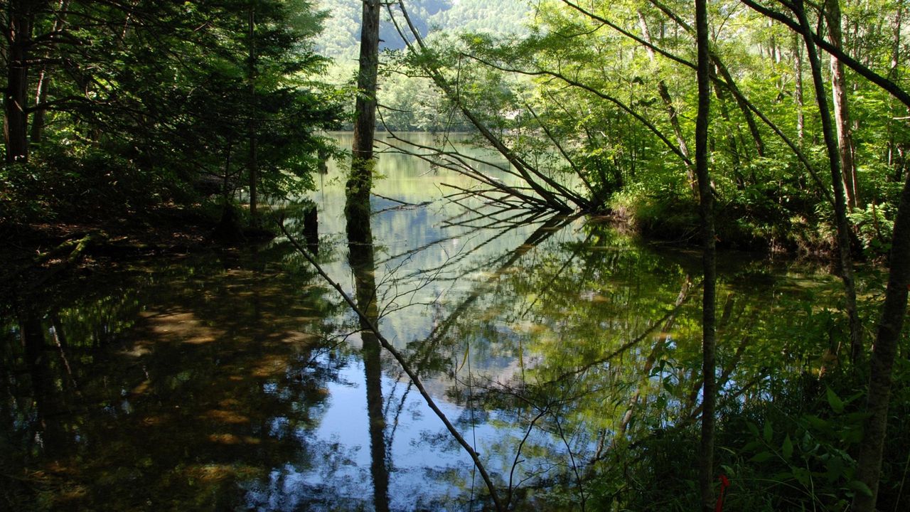 Wallpaper wood, lake, trees, water, reflection, shadows