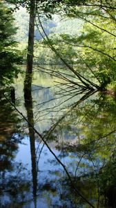 Preview wallpaper wood, lake, trees, water, reflection, shadows