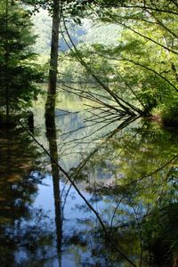 Preview wallpaper wood, lake, trees, water, reflection, shadows