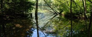 Preview wallpaper wood, lake, trees, water, reflection, shadows