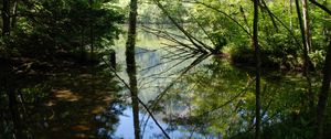 Preview wallpaper wood, lake, trees, water, reflection, shadows