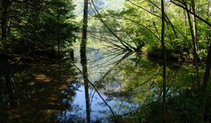 Preview wallpaper wood, lake, trees, water, reflection, shadows