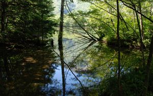 Preview wallpaper wood, lake, trees, water, reflection, shadows