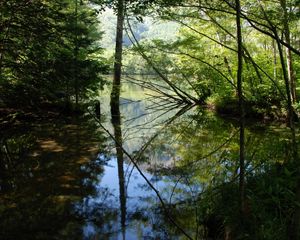 Preview wallpaper wood, lake, trees, water, reflection, shadows