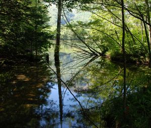 Preview wallpaper wood, lake, trees, water, reflection, shadows