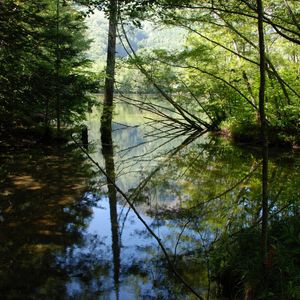 Preview wallpaper wood, lake, trees, water, reflection, shadows