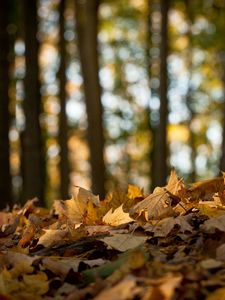 Preview wallpaper wood, leaves, maple, earth, fall, wilting