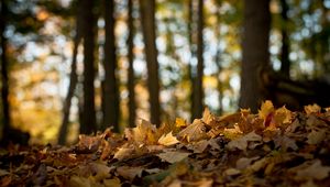 Preview wallpaper wood, leaves, maple, earth, fall, wilting