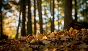 Preview wallpaper wood, leaves, maple, earth, fall, wilting