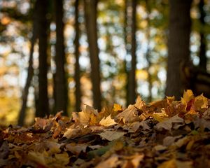 Preview wallpaper wood, leaves, maple, earth, fall, wilting