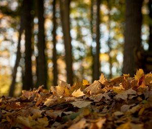 Preview wallpaper wood, leaves, maple, earth, fall, wilting