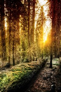 Preview wallpaper wood, light, sun, morning, california