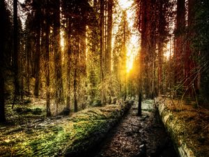 Preview wallpaper wood, light, sun, morning, california