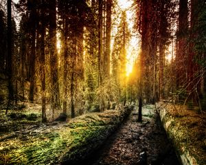 Preview wallpaper wood, light, sun, morning, california