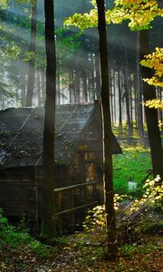 Preview wallpaper wood, lodge, autumn, leaves, gleam, morning