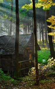 Preview wallpaper wood, lodge, autumn, leaves, gleam, morning