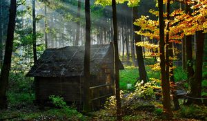 Preview wallpaper wood, lodge, autumn, leaves, gleam, morning