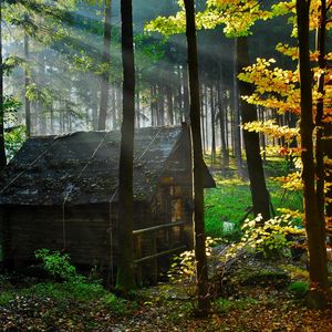 Preview wallpaper wood, lodge, autumn, leaves, gleam, morning