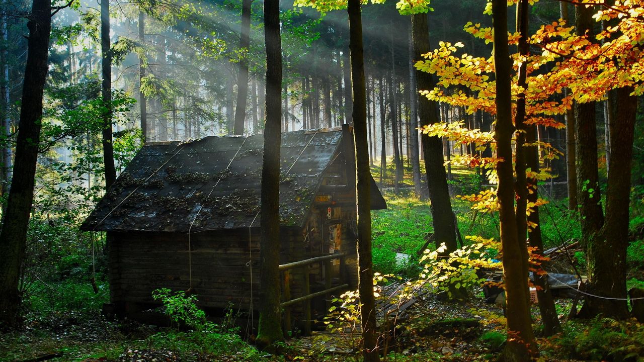 Wallpaper wood, lodge, autumn, leaves, gleam, morning hd, picture, image