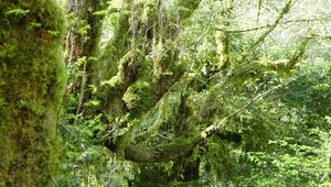 Preview wallpaper wood, moss, branches, thickets