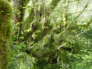 Preview wallpaper wood, moss, branches, thickets