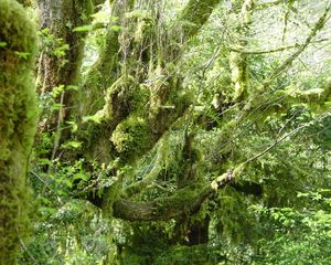 Preview wallpaper wood, moss, branches, thickets