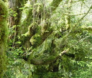 Preview wallpaper wood, moss, branches, thickets