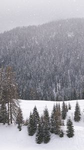 Preview wallpaper wood, mountains, coniferous, winter