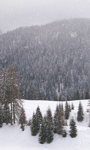 Preview wallpaper wood, mountains, coniferous, winter