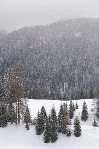 Preview wallpaper wood, mountains, coniferous, winter