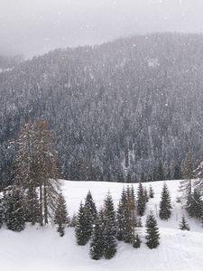 Preview wallpaper wood, mountains, coniferous, winter