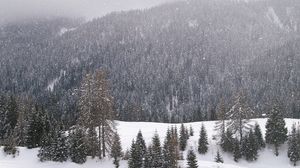 Preview wallpaper wood, mountains, coniferous, winter