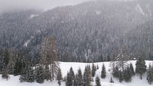 Preview wallpaper wood, mountains, coniferous, winter