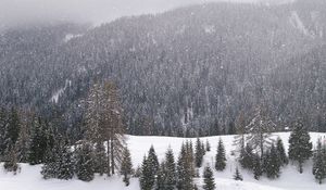 Preview wallpaper wood, mountains, coniferous, winter