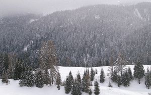 Preview wallpaper wood, mountains, coniferous, winter