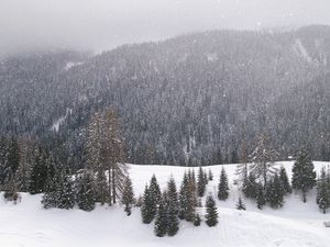 Preview wallpaper wood, mountains, coniferous, winter