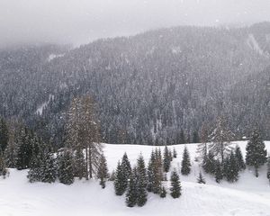 Preview wallpaper wood, mountains, coniferous, winter