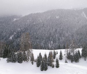 Preview wallpaper wood, mountains, coniferous, winter