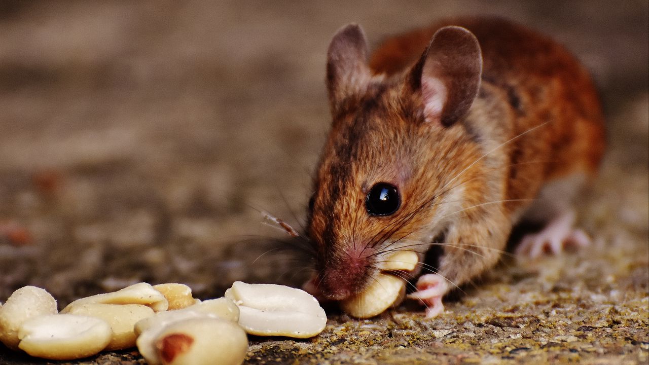 Wallpaper wood mouse, mouse, rodent, nuts, food