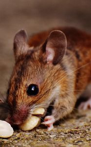 Preview wallpaper wood mouse, mouse, rodent, nuts, food