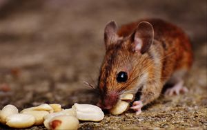 Preview wallpaper wood mouse, mouse, rodent, nuts, food