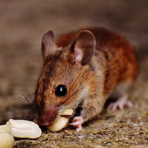 Preview wallpaper wood mouse, mouse, rodent, nuts, food