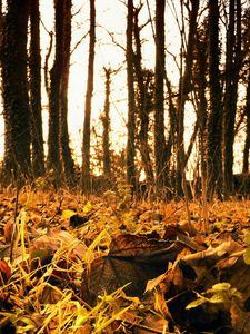 Preview wallpaper wood, october, foliage, earth, faded, withering