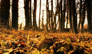 Preview wallpaper wood, october, foliage, earth, faded, withering