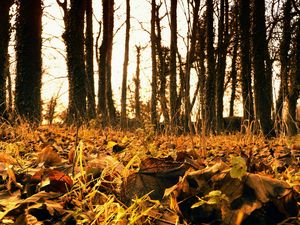 Preview wallpaper wood, october, foliage, earth, faded, withering