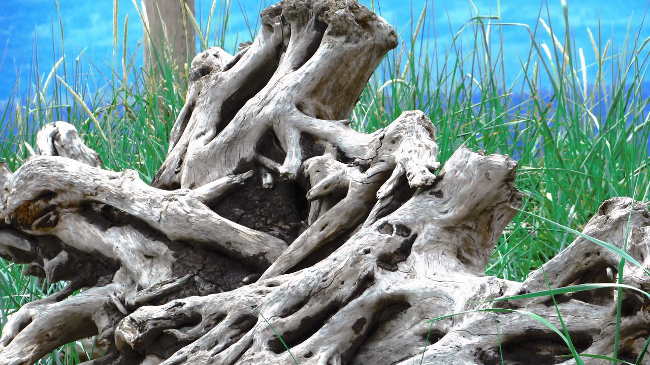 Wallpaper wood, old, roots, branches