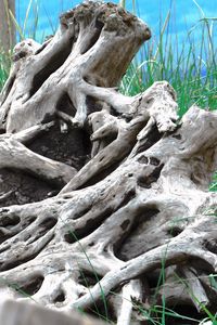 Preview wallpaper wood, old, roots, branches