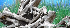 Preview wallpaper wood, old, roots, branches