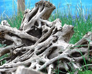 Preview wallpaper wood, old, roots, branches